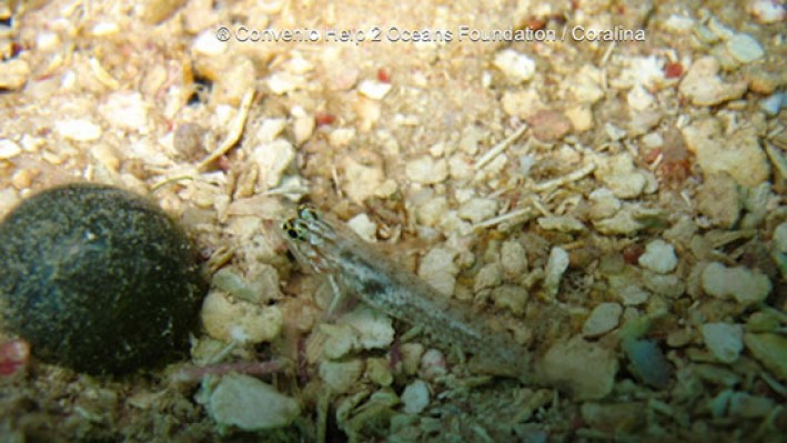 Blennies (11) - copia_16
